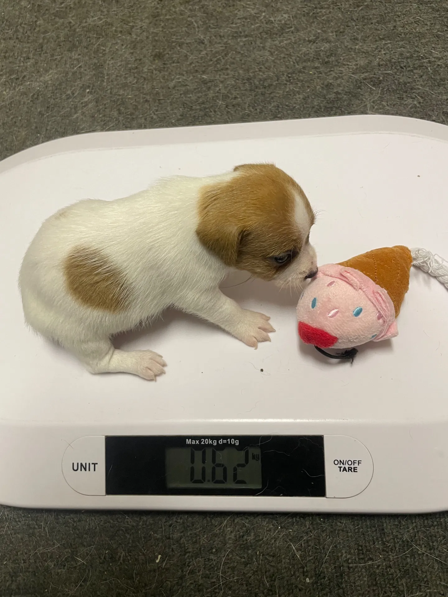 我が家から巣立っていきました。