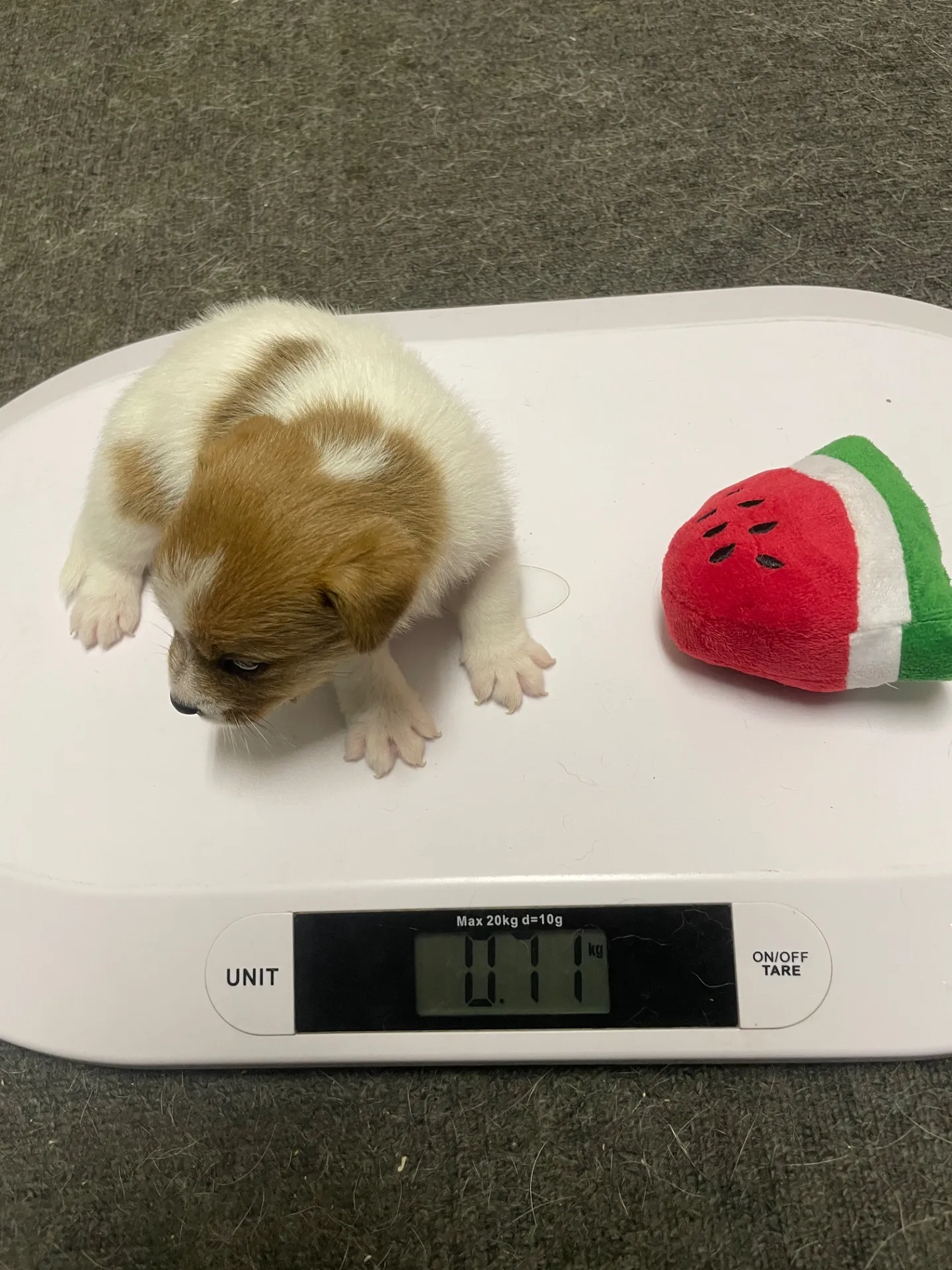 オウジ×サンドラ　男の子