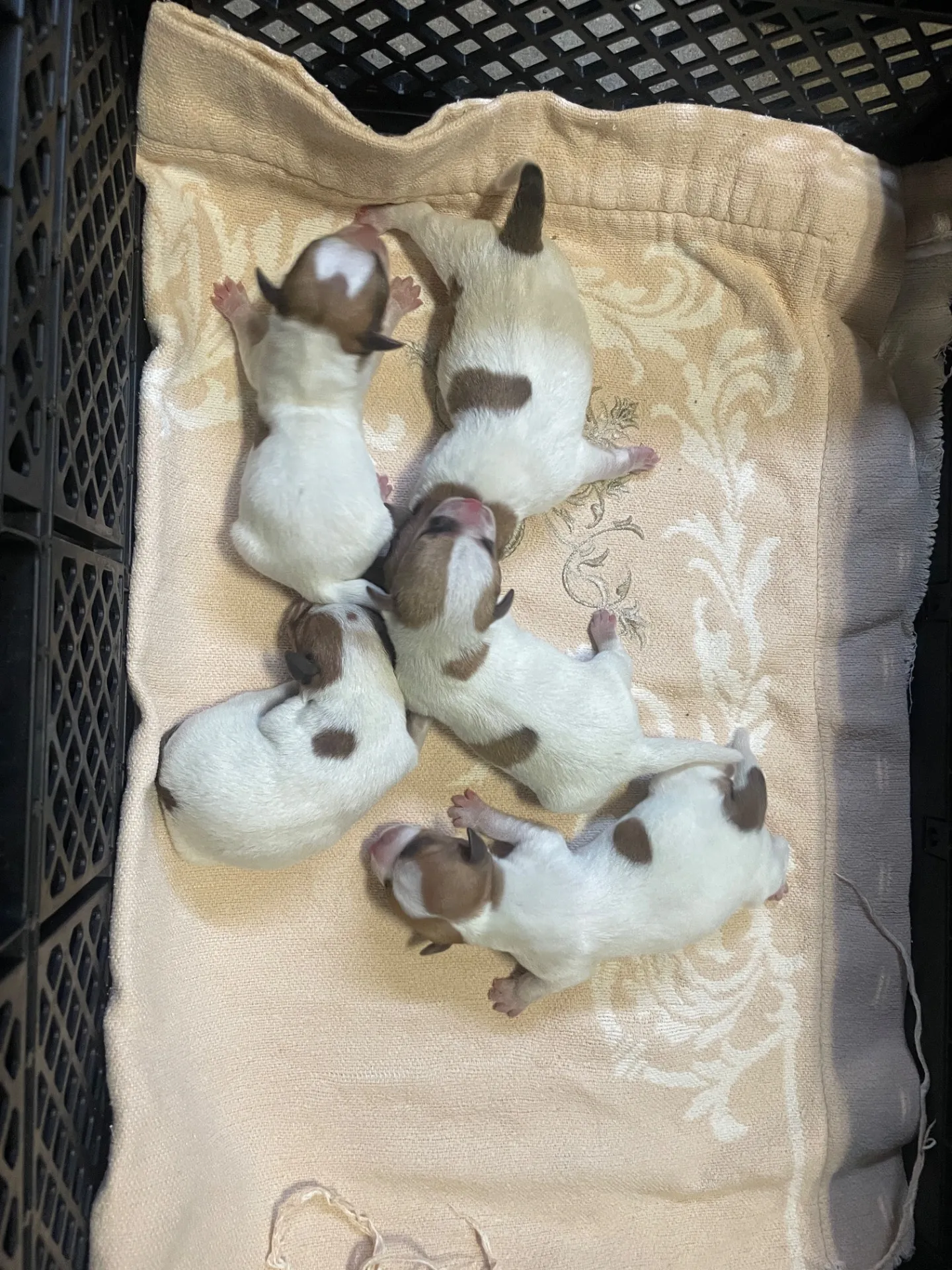 オウジ×サンドラ　男の子