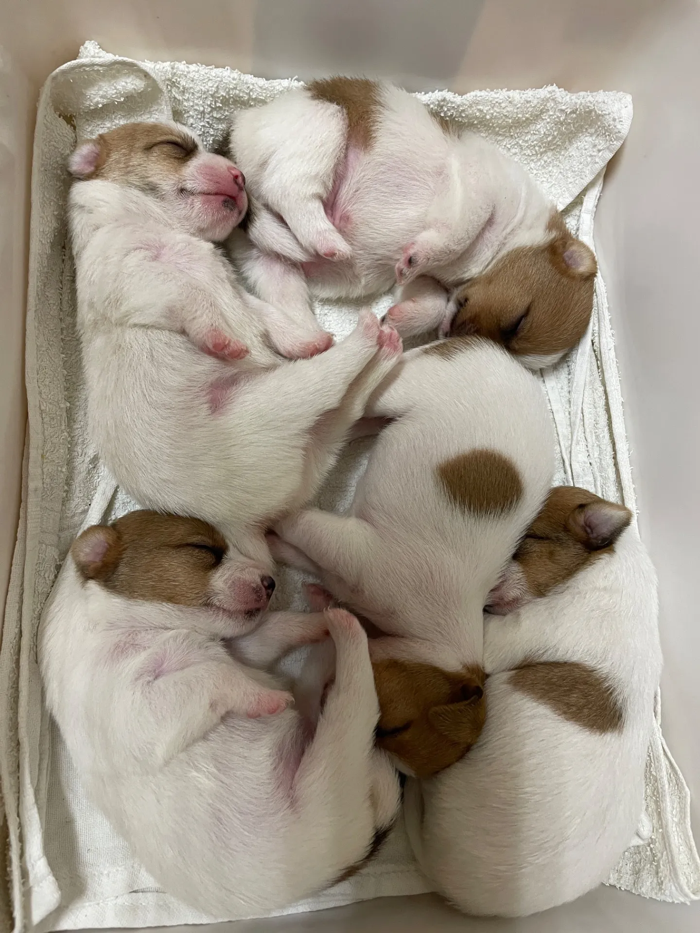 オウジ×サンドラ　男の子