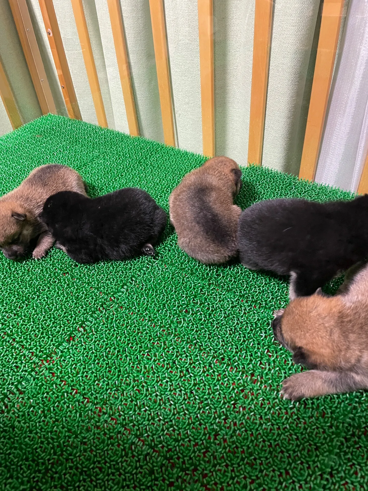 我が家から巣立っていきました。