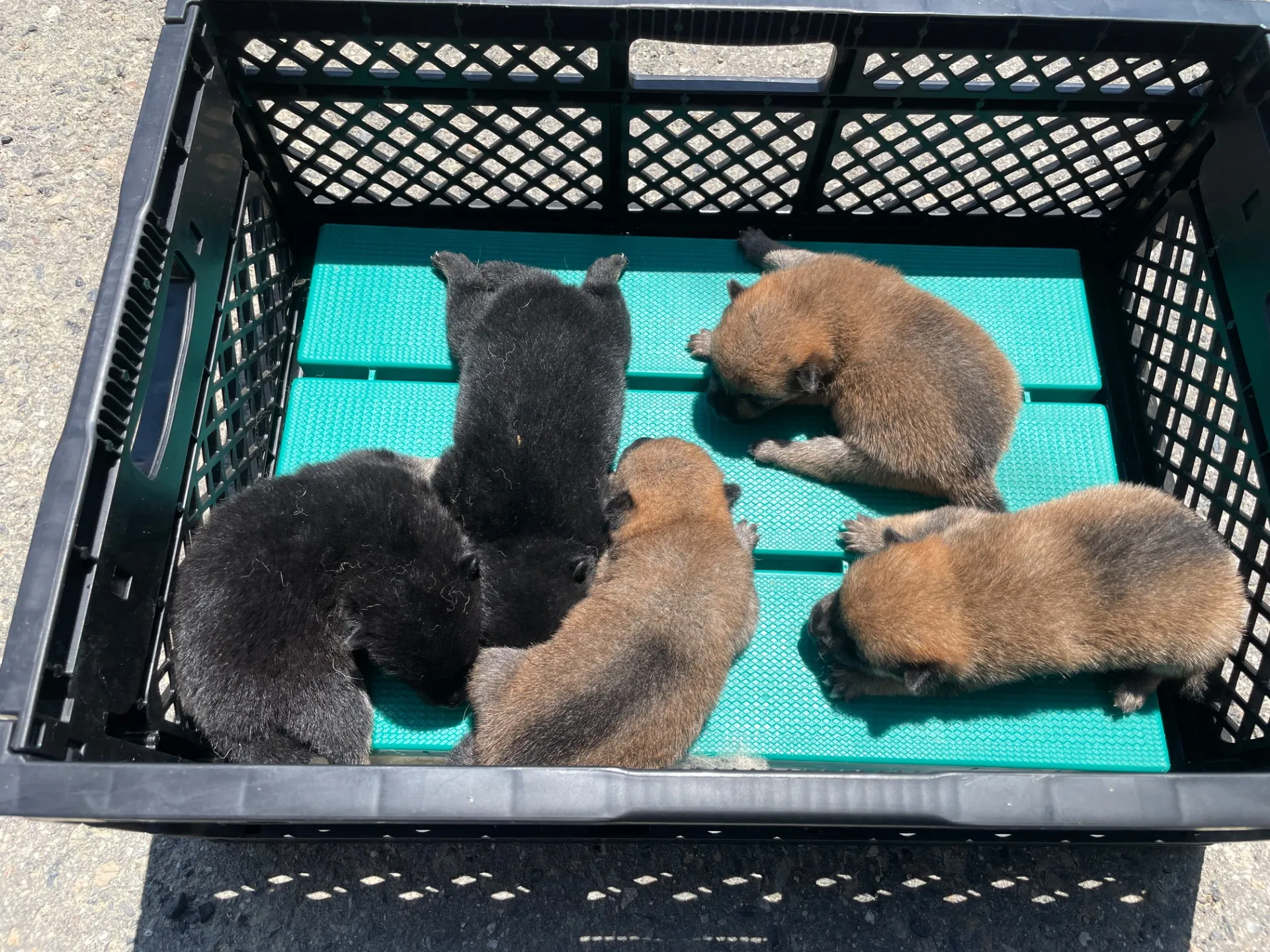 我が家から巣立っていきました。