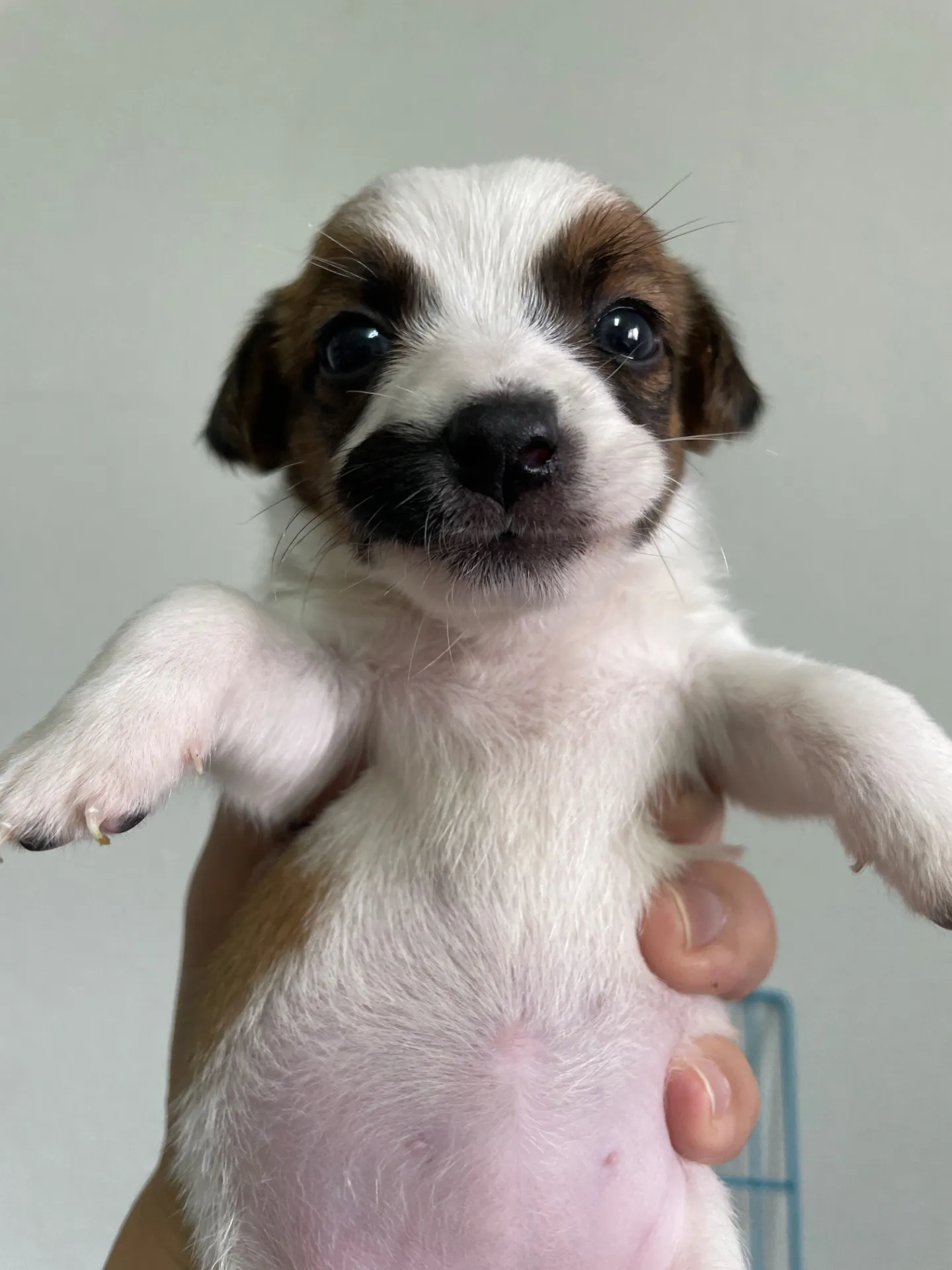 我が家から巣立っていきました。