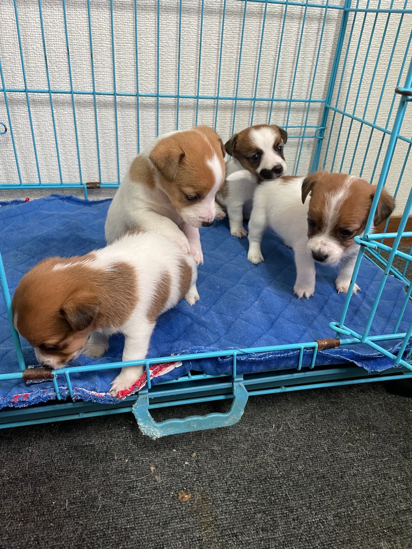 我が家から巣立っていきました。