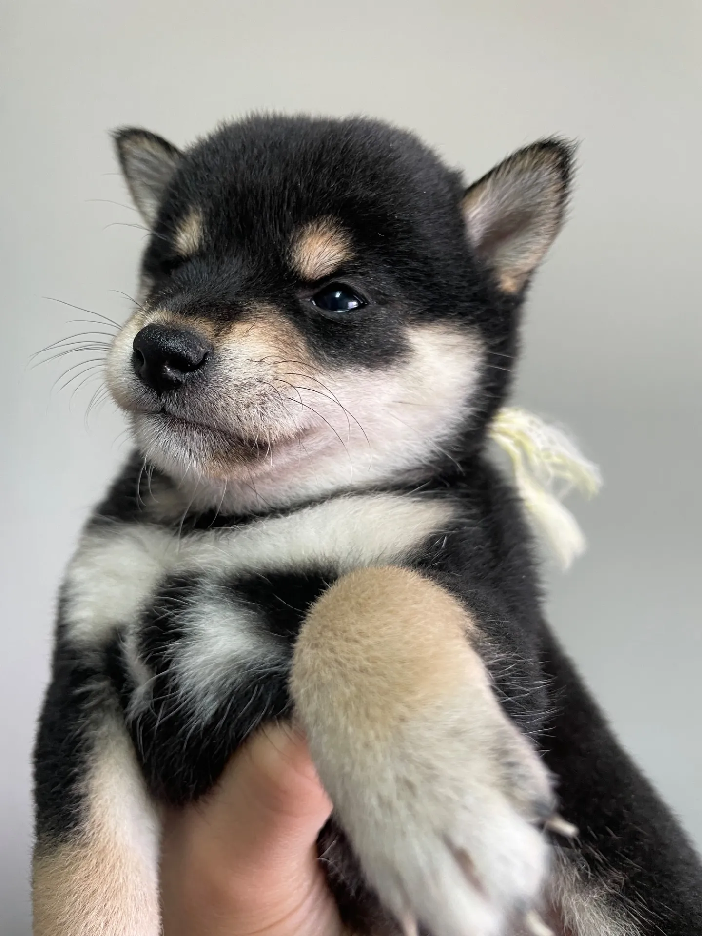 我が家から巣立っていきました。