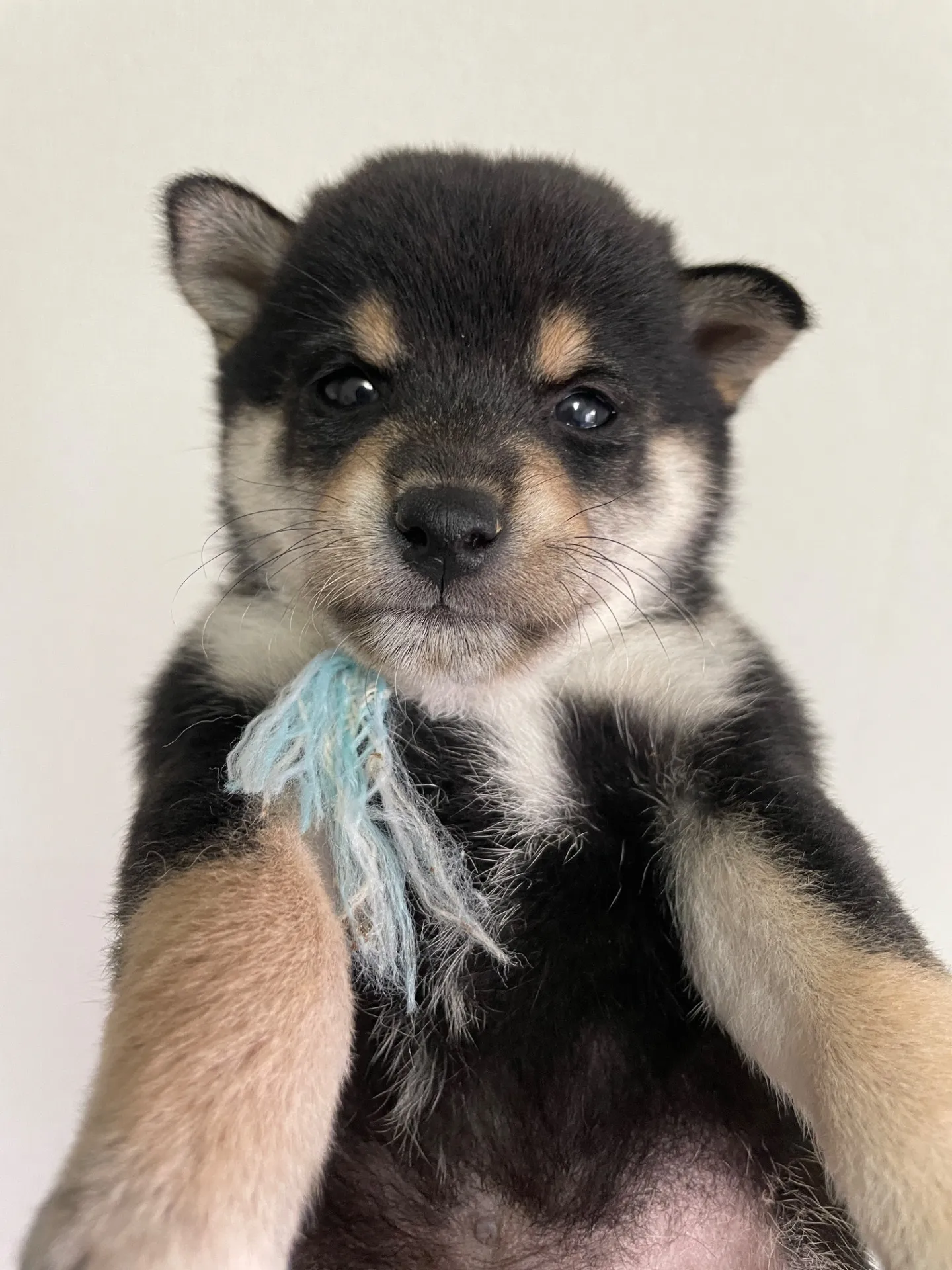 我が家から巣立っていきました。