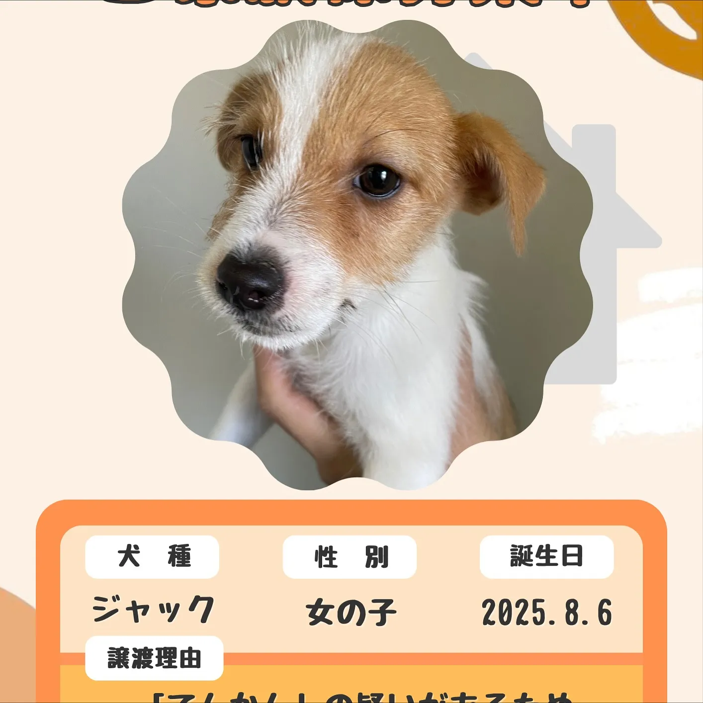 🐾里親緊急募集のお知らせ🐾