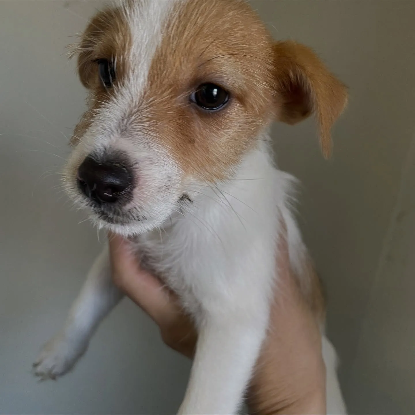 🐾里親緊急募集のお知らせ🐾