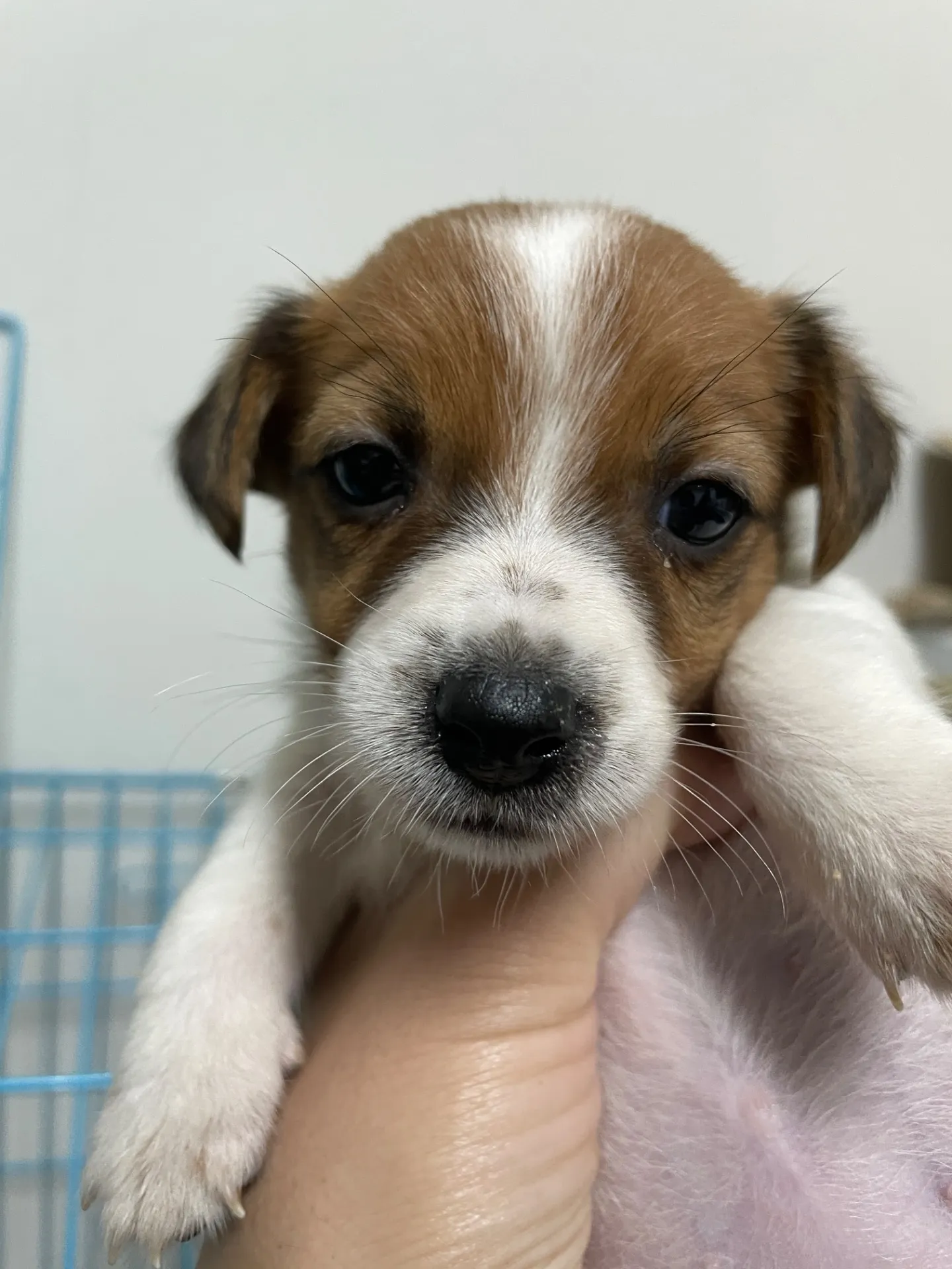 我が家から巣立っていきました。