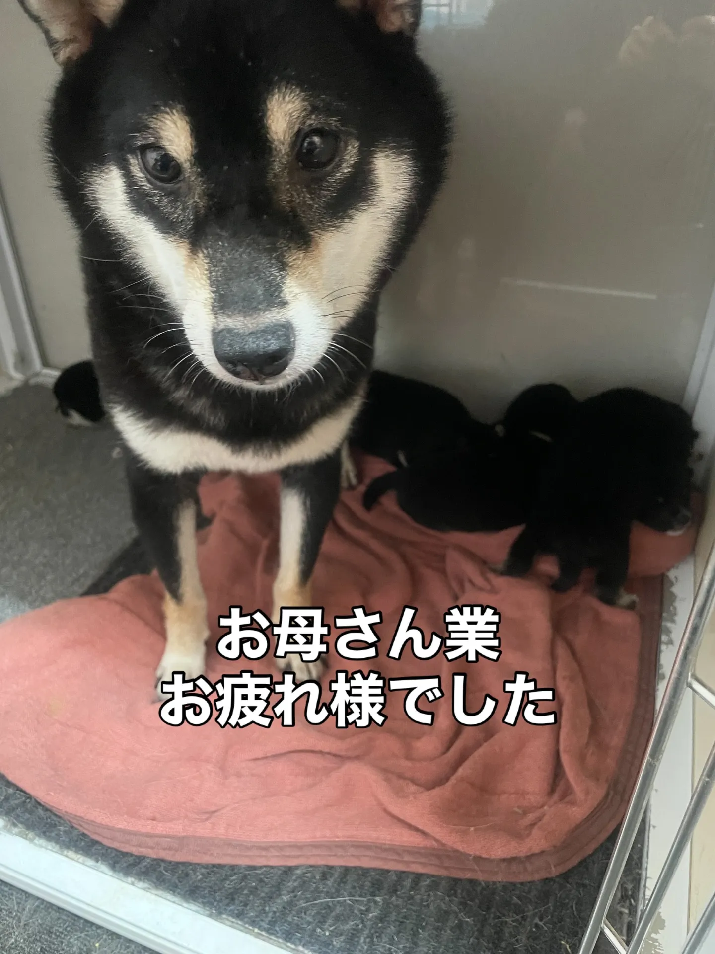 🌸 引退犬の家族が決まりました 🌸
