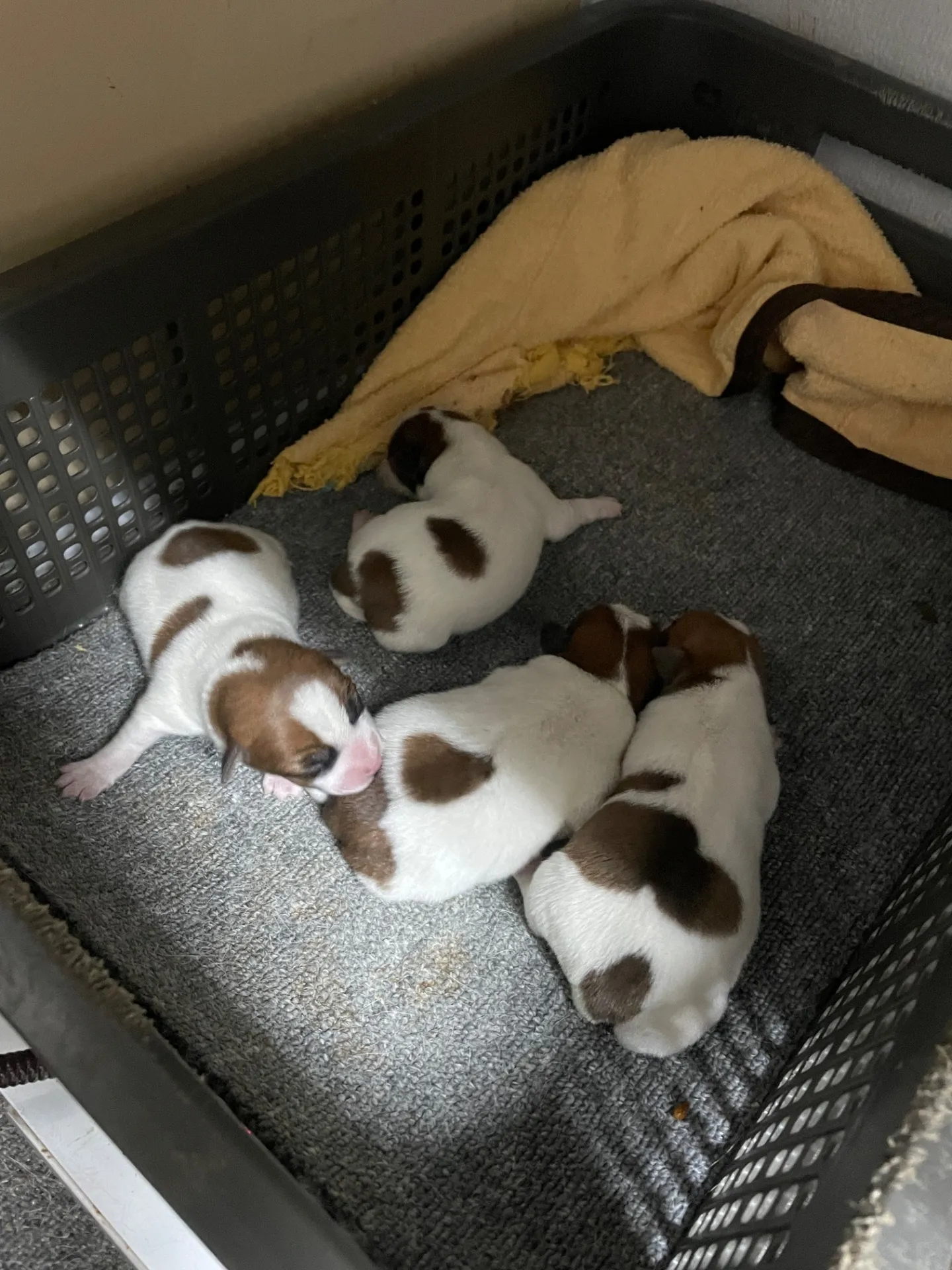 サダハル×メンチ　男の子②