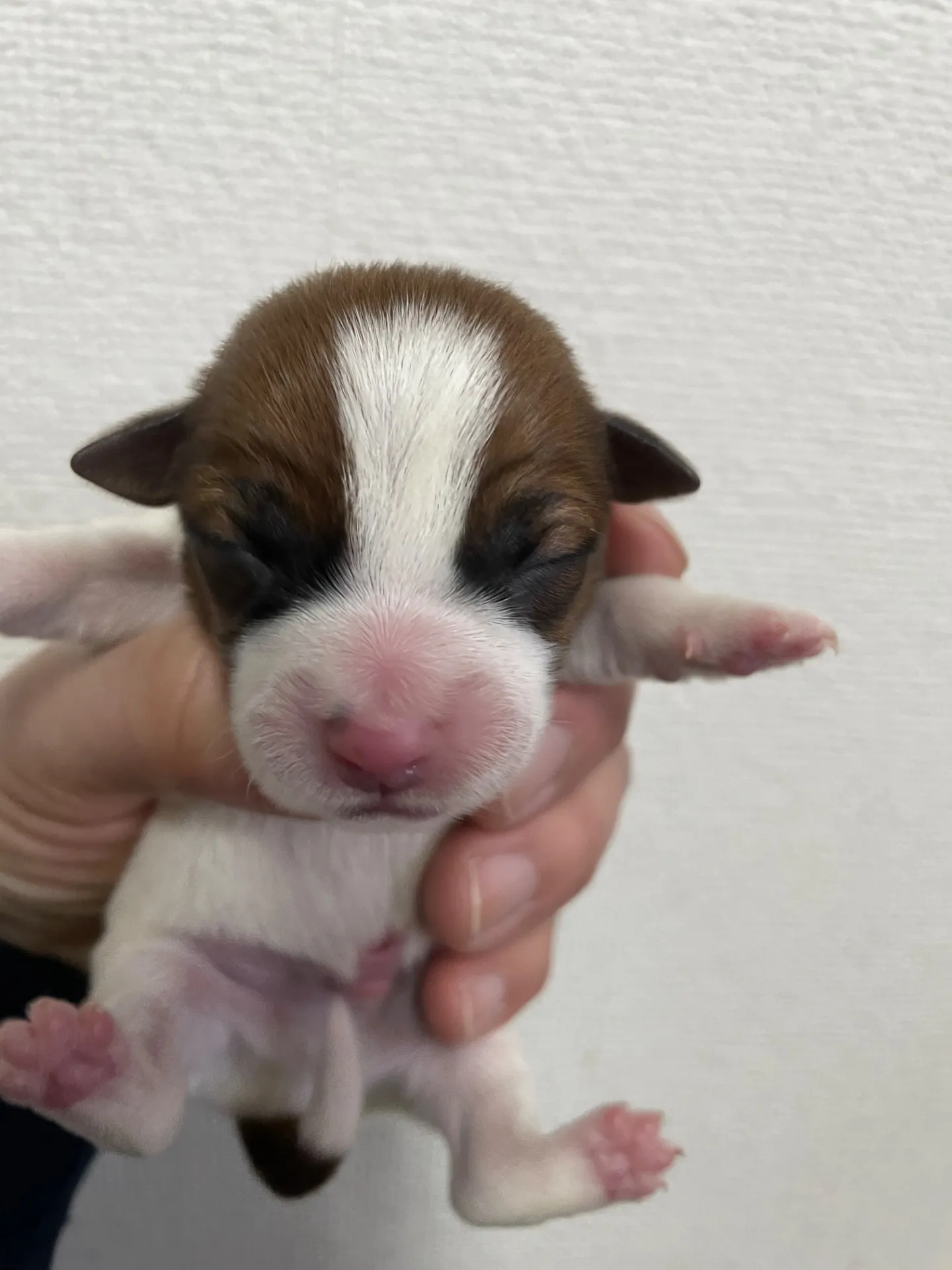 サダハル×メンチ　男の子③