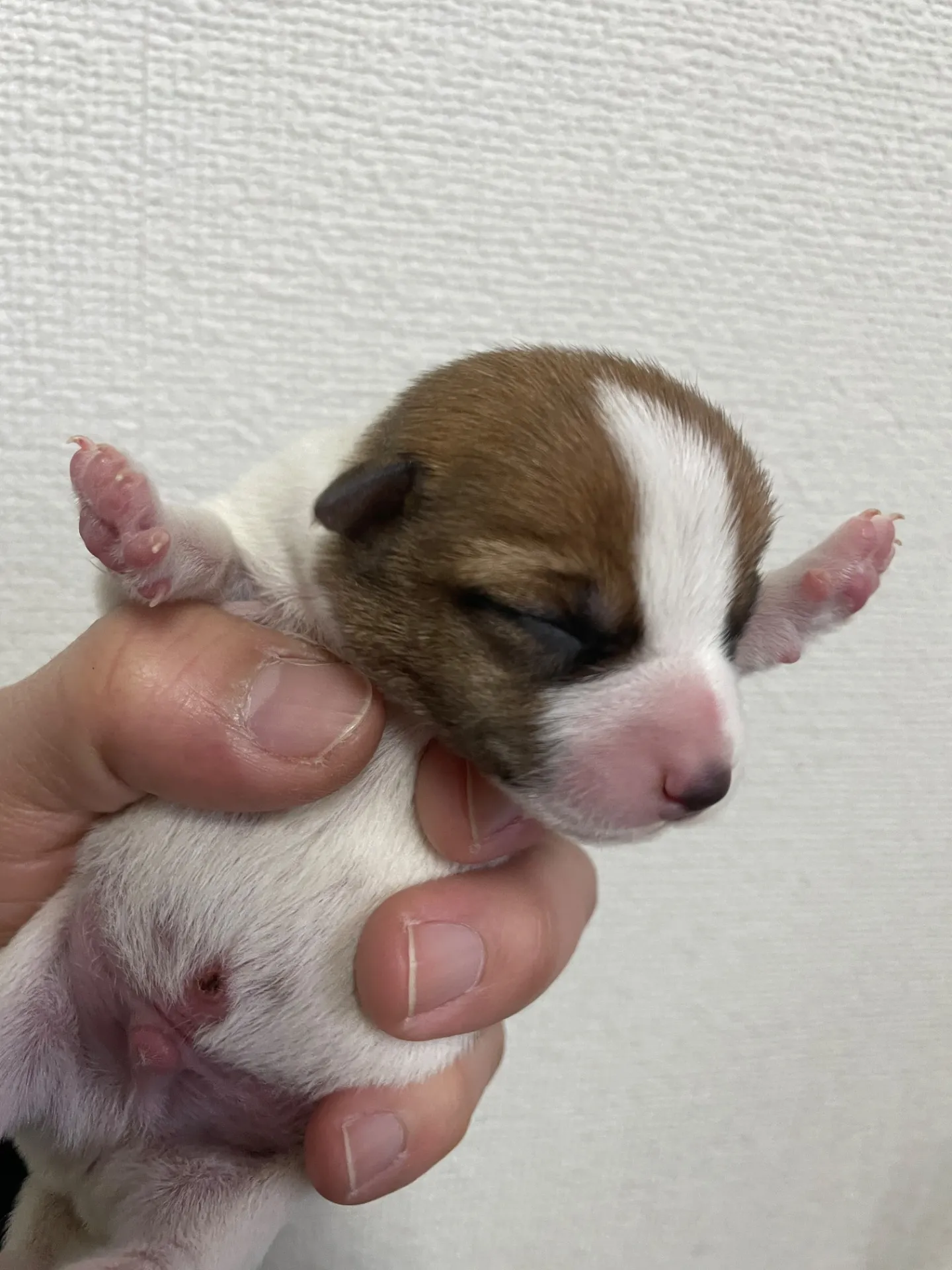 サダハル×メンチ　男の子②