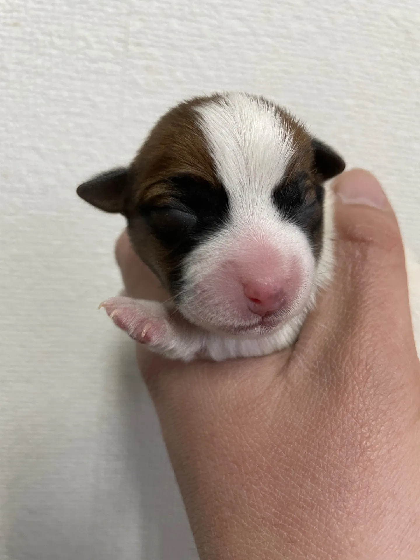 サダハル×メンチ　男の子①