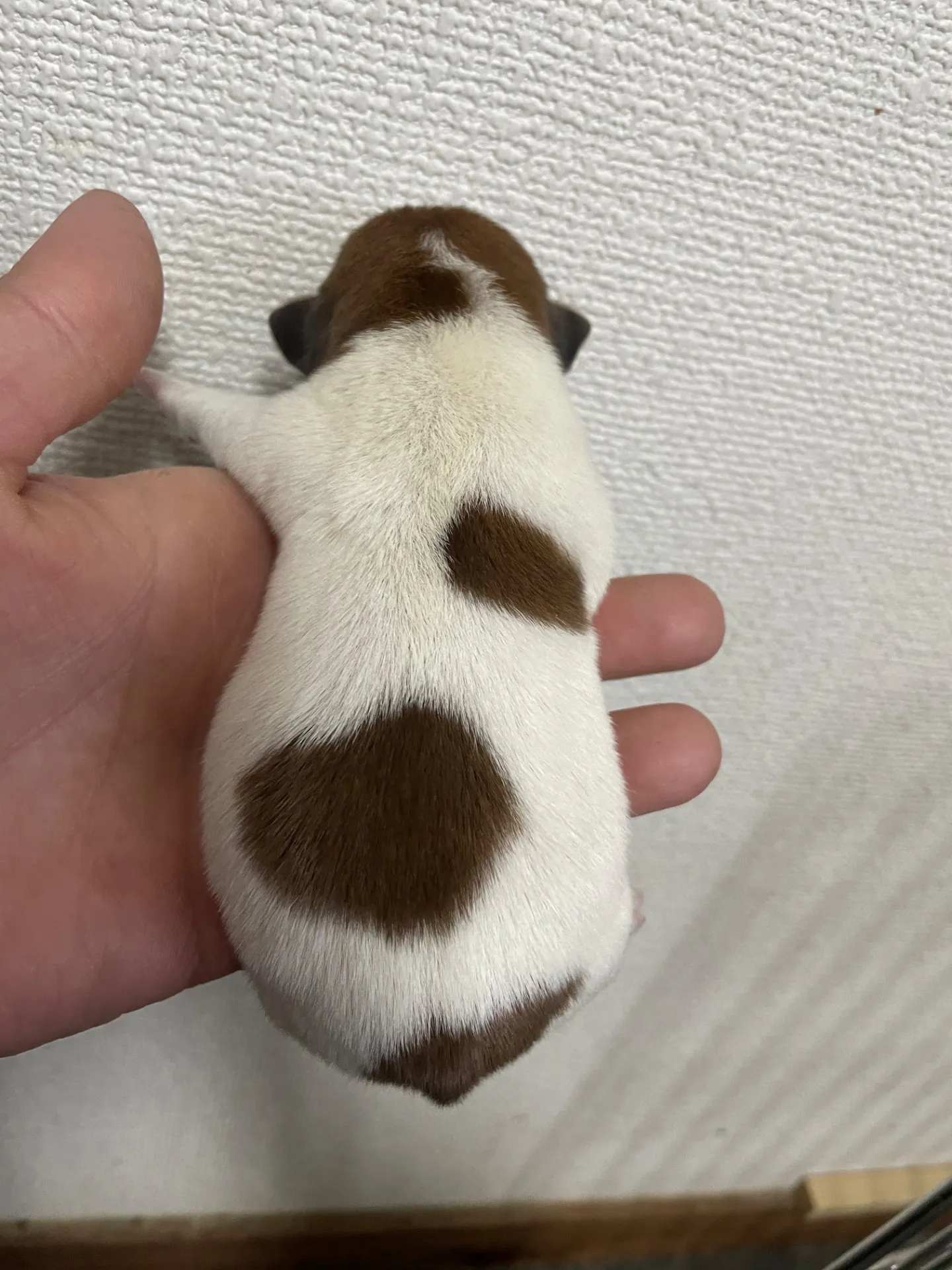 サダハル×メンチ　男の子②