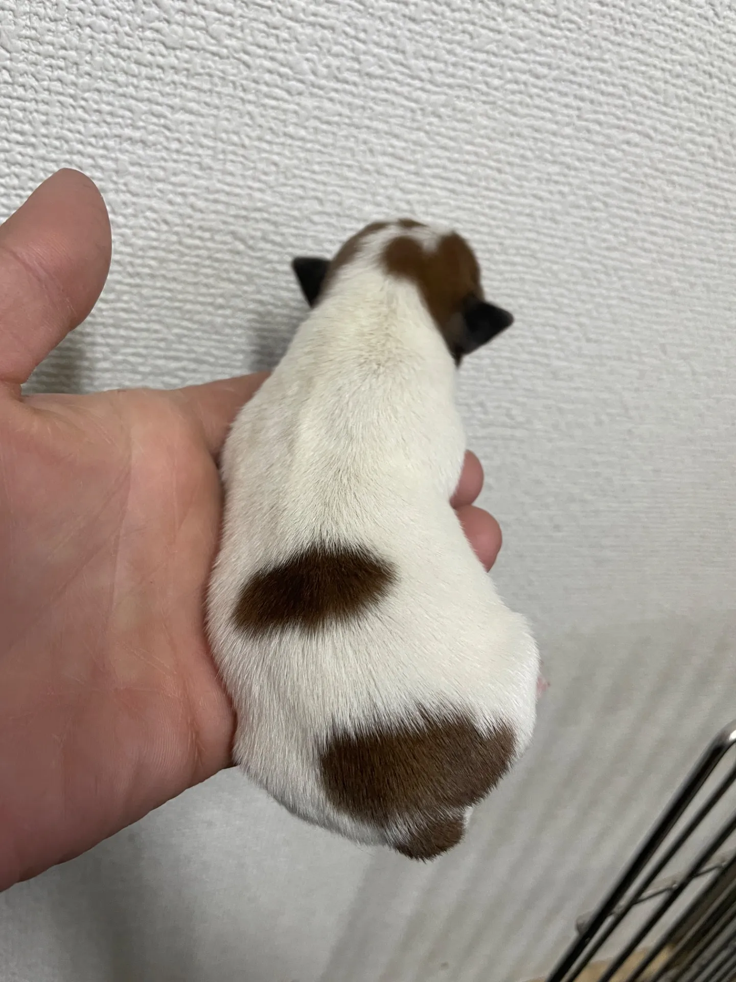 サダハル×メンチ　男の子④
