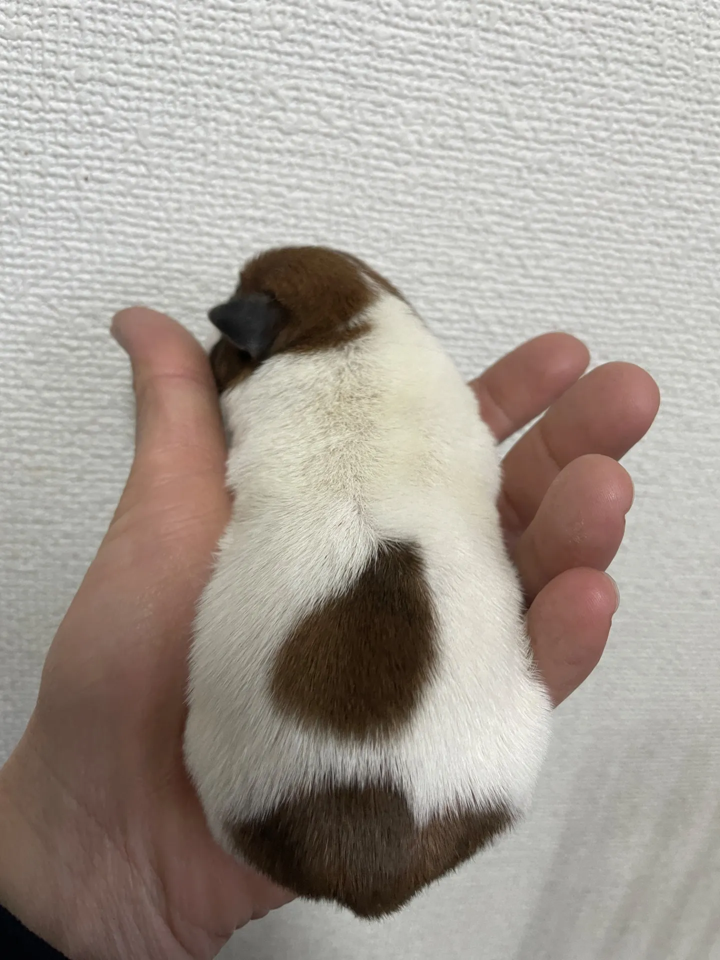 サダハル×メンチ　男の子①