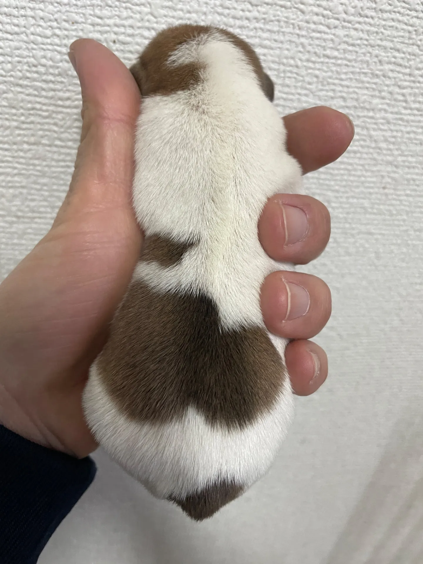 サダハル×メンチ　男の子③