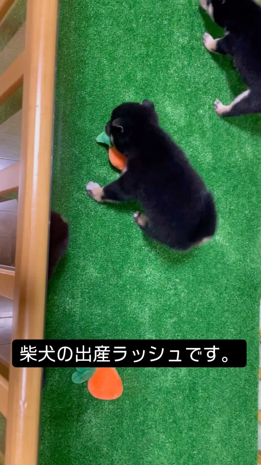 豆柴、柴犬の子犬が生まれております。