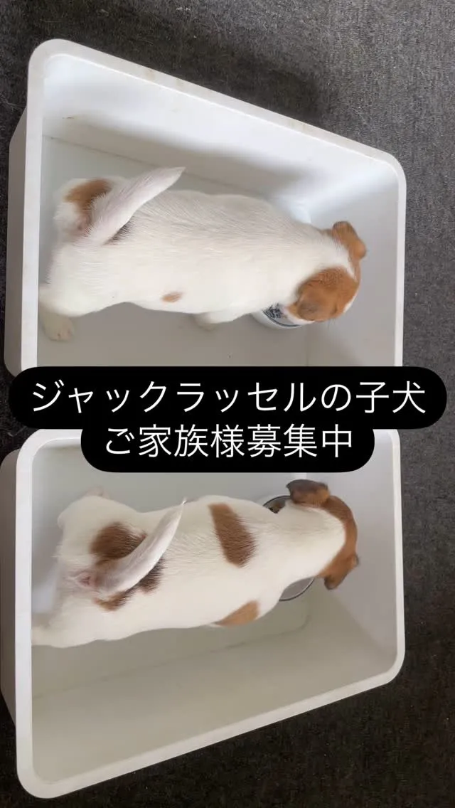 🐶🌸 ジャックラッセルテリアの姉妹*が家族を探しています！ ...