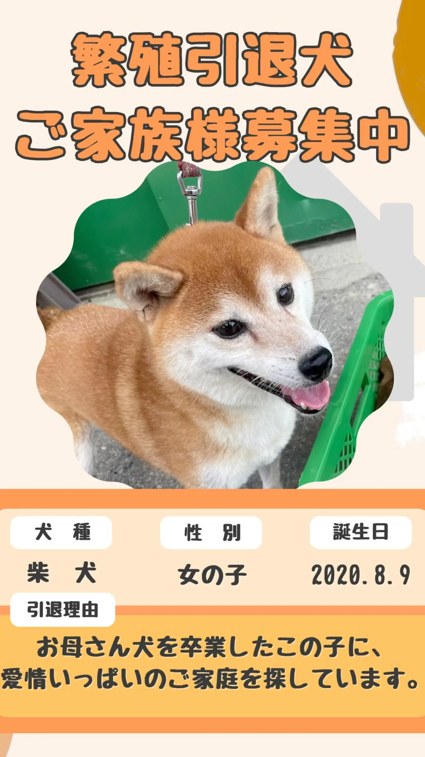 柴犬・沙羅(サラ)ちゃんのご家族募集🐾
