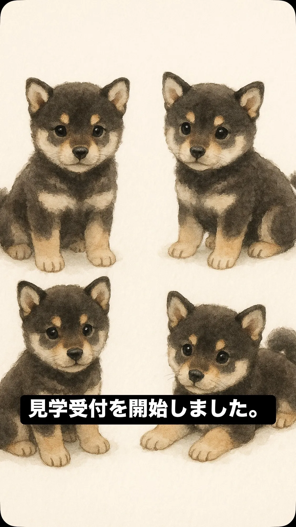 🐕✨ 豆柴4兄妹 見学受付スタート！ ✨🐕