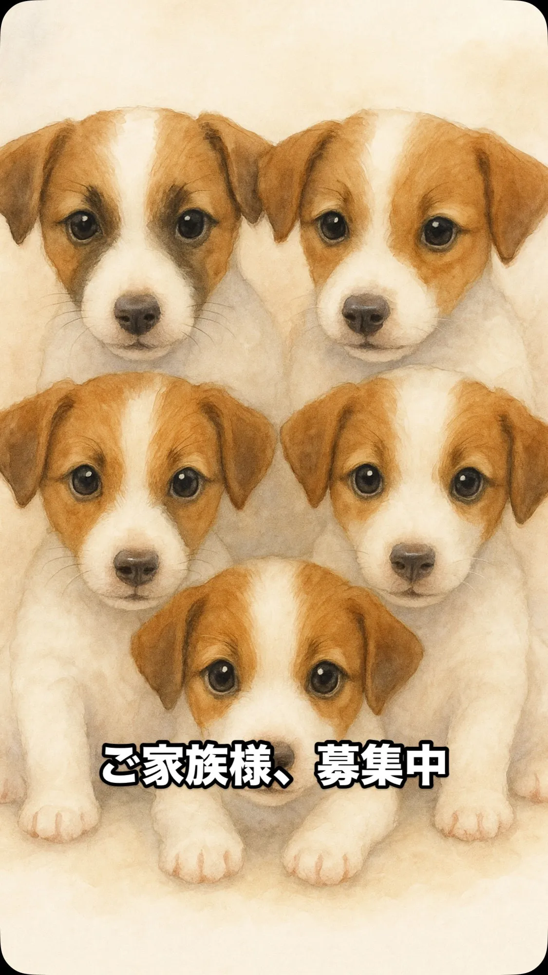 7/4生まれのジャックラッセル5兄妹が新しい家族との出会いを...