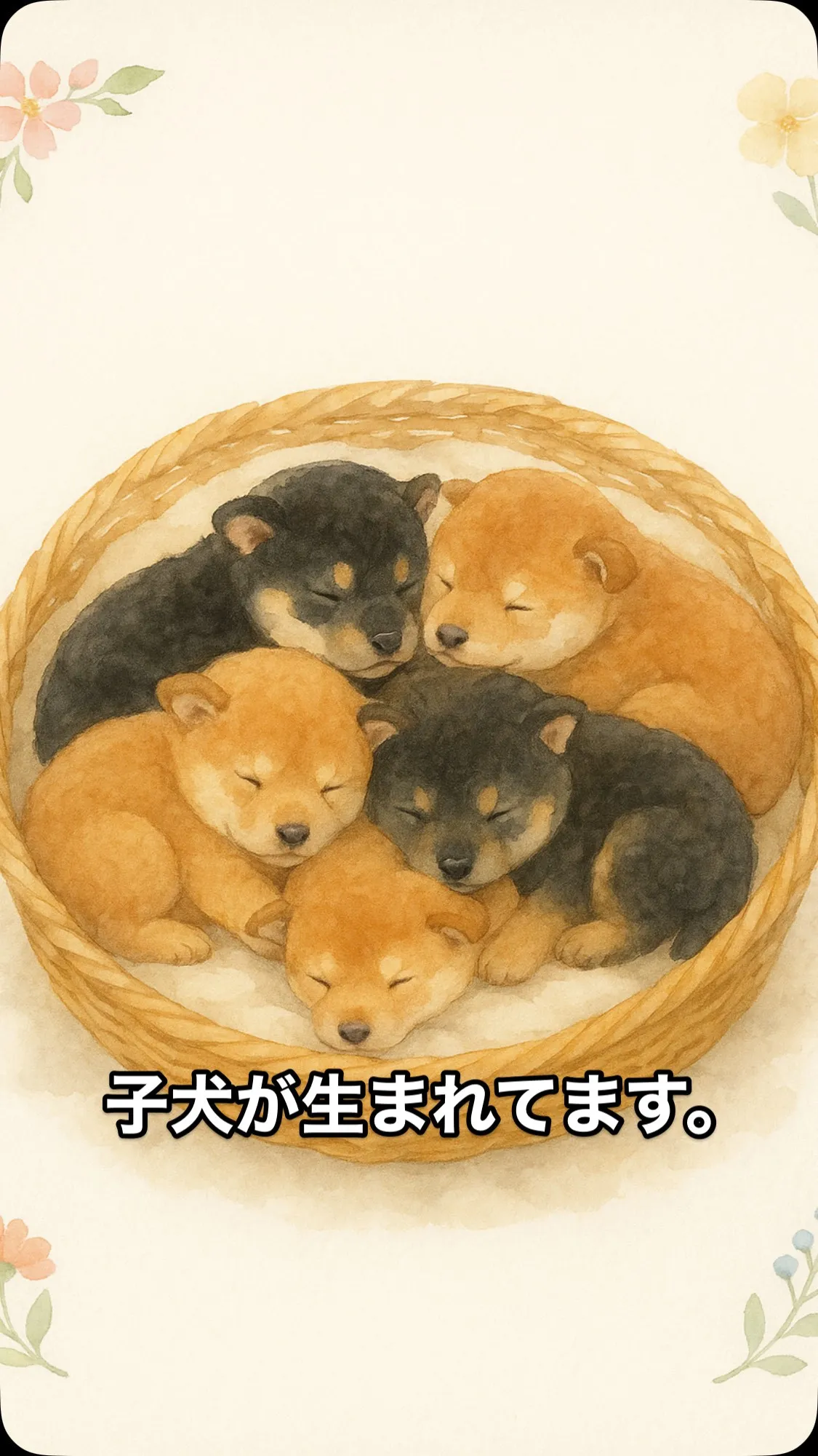 🍼【7/22生まれの豆柴兄妹をご紹介】