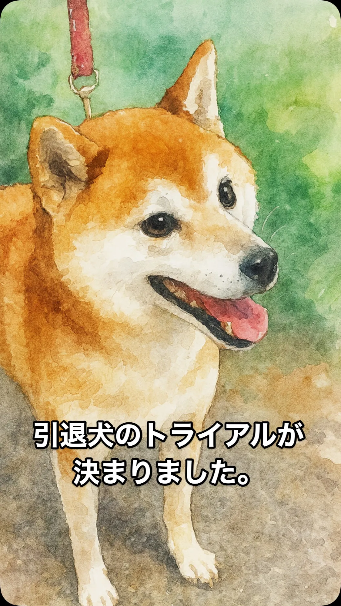 🐾 柴犬・沙羅ちゃん トライアル決定！ 🐾