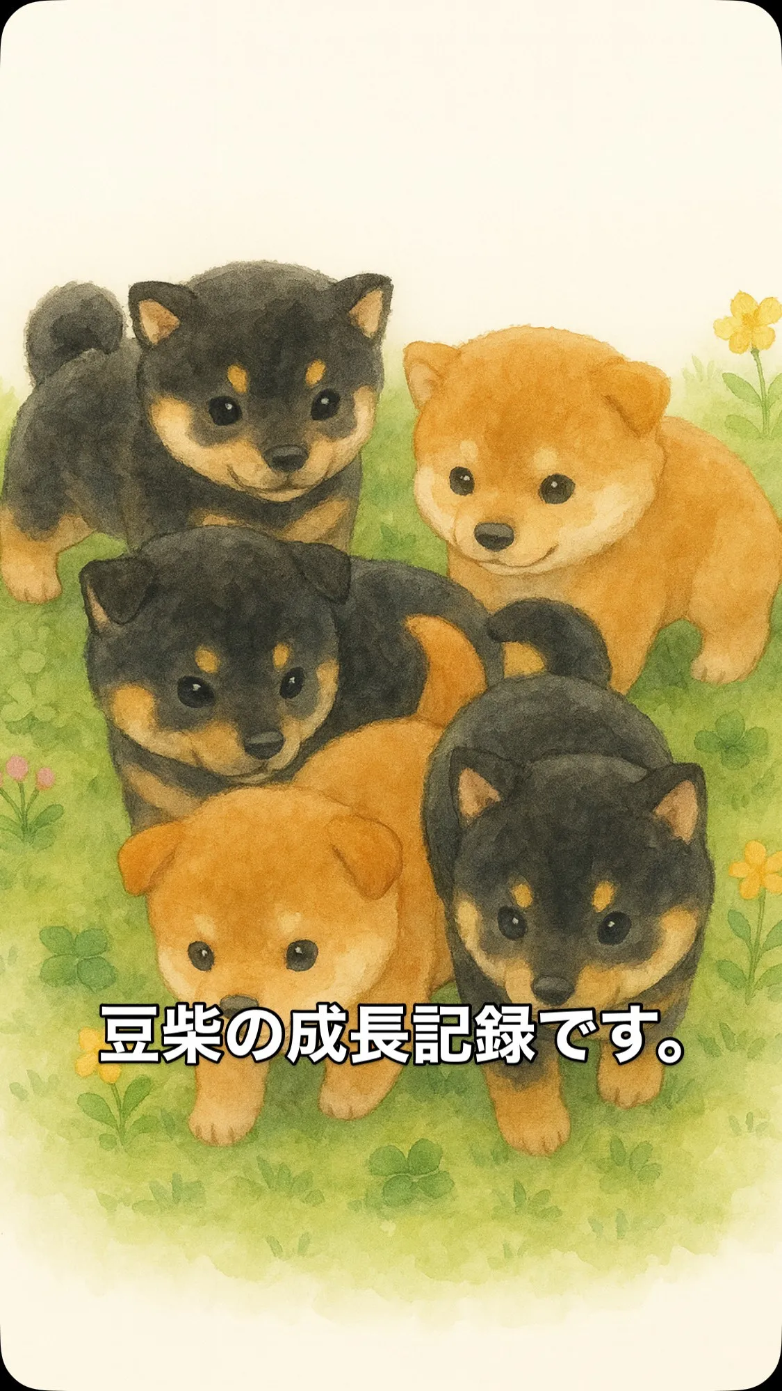 🐾 豆柴の子犬たちがすくすく成長中 🐾