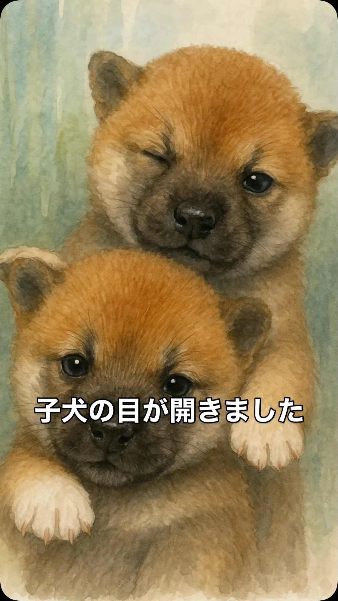 【柴犬の成長記録🐾】
