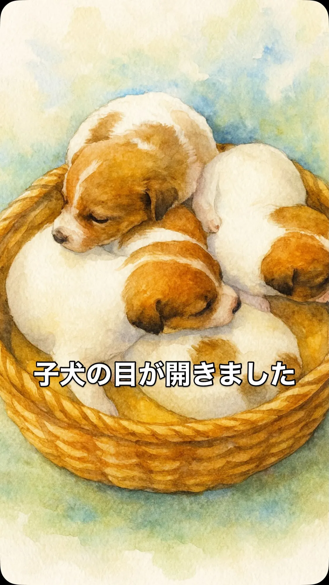 🍼10/3生まれ ジャックラッセルの子犬たち