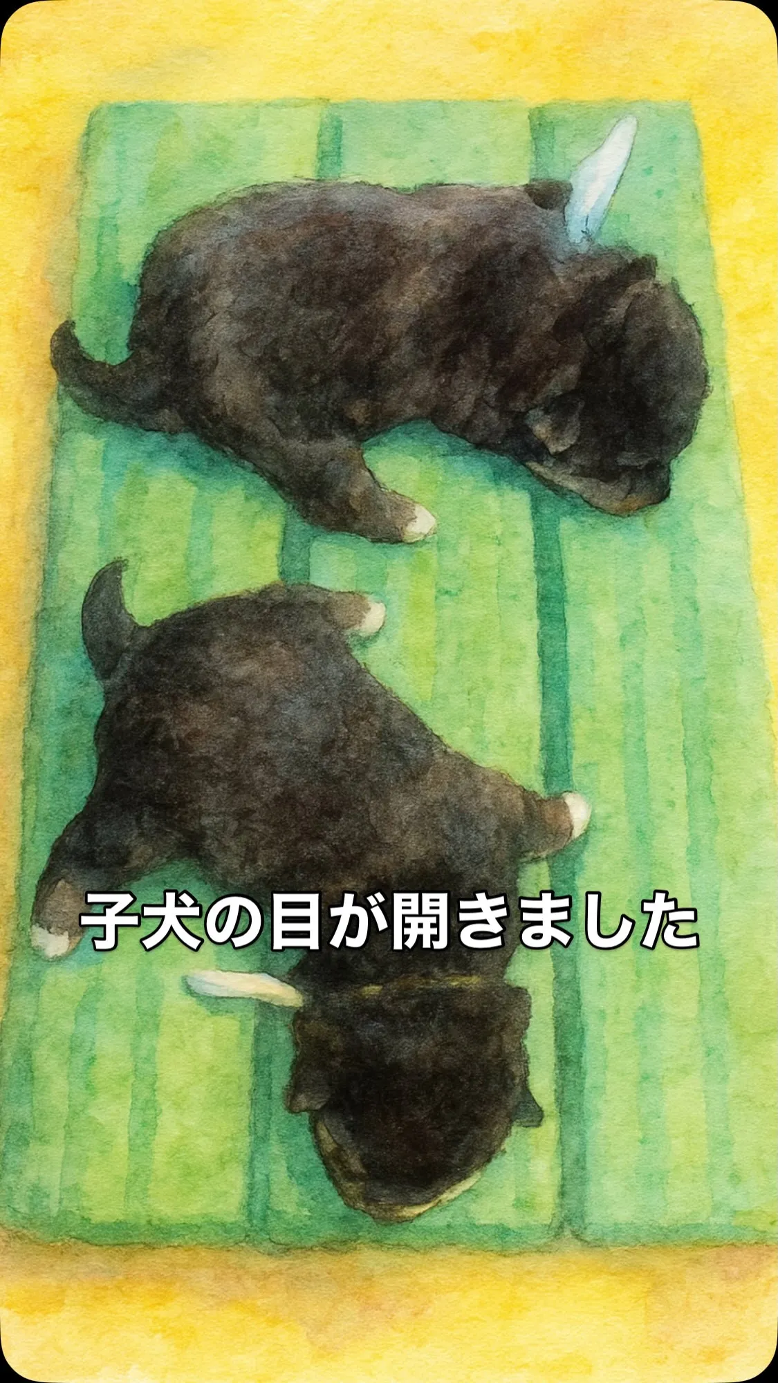 🐕10／18生まれの豆柴兄弟