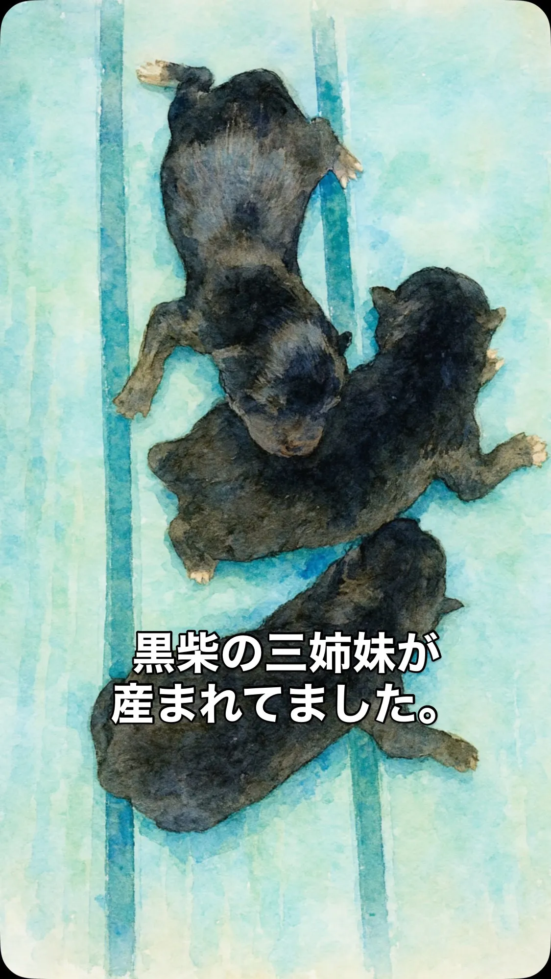 11/17に黒柴の3姉妹が誕生しました🐾