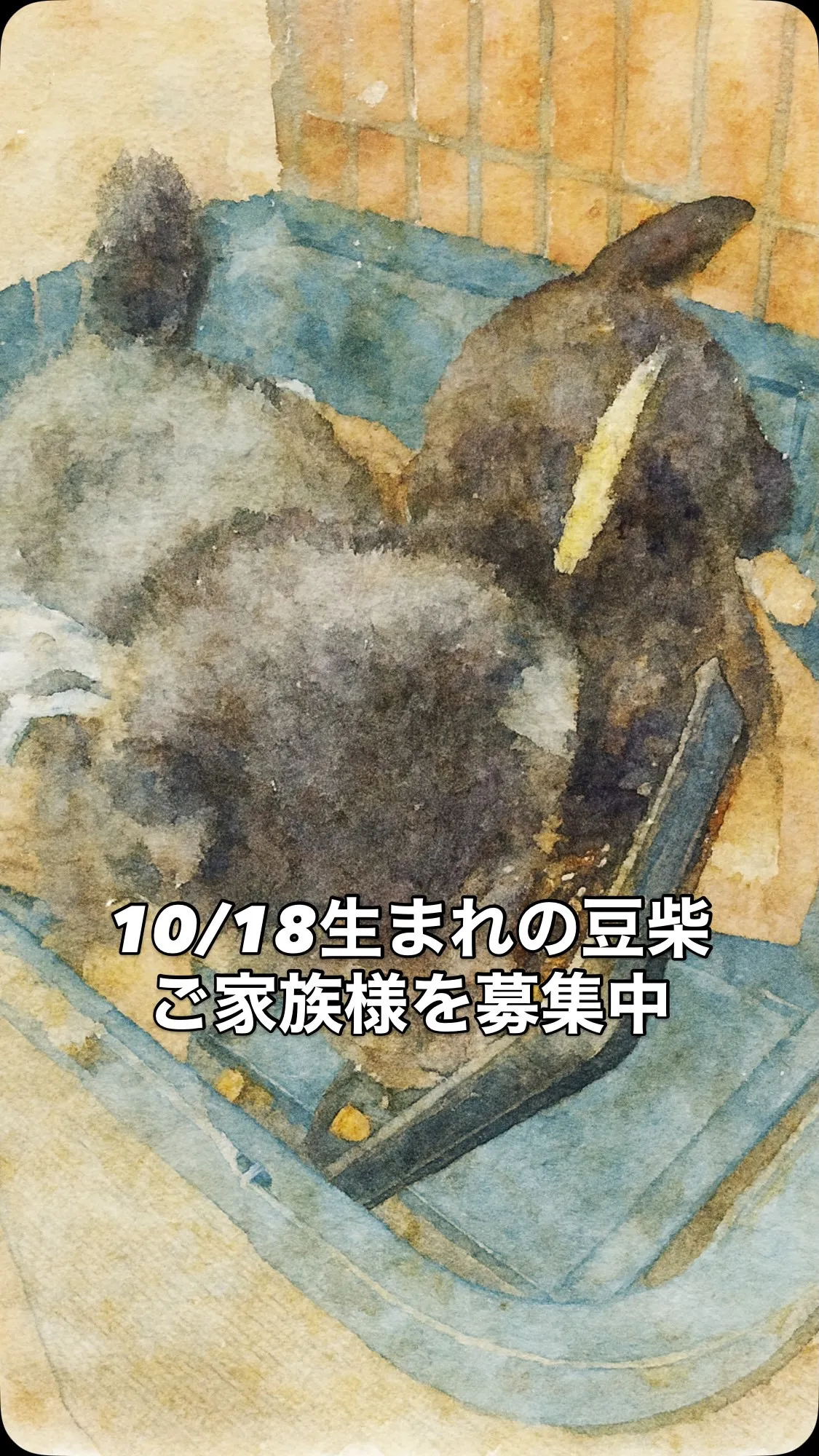 🐕✨ 10/18生まれの豆柴兄弟、離乳食スタートしました！