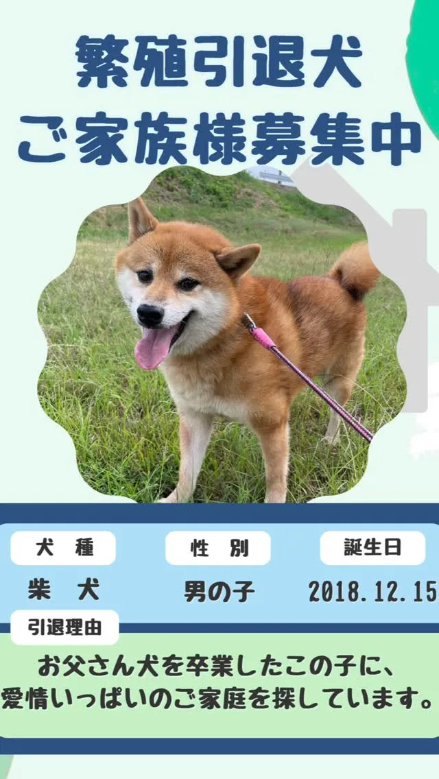 豆柴・ゴマゾウ君のご家族募集🐾