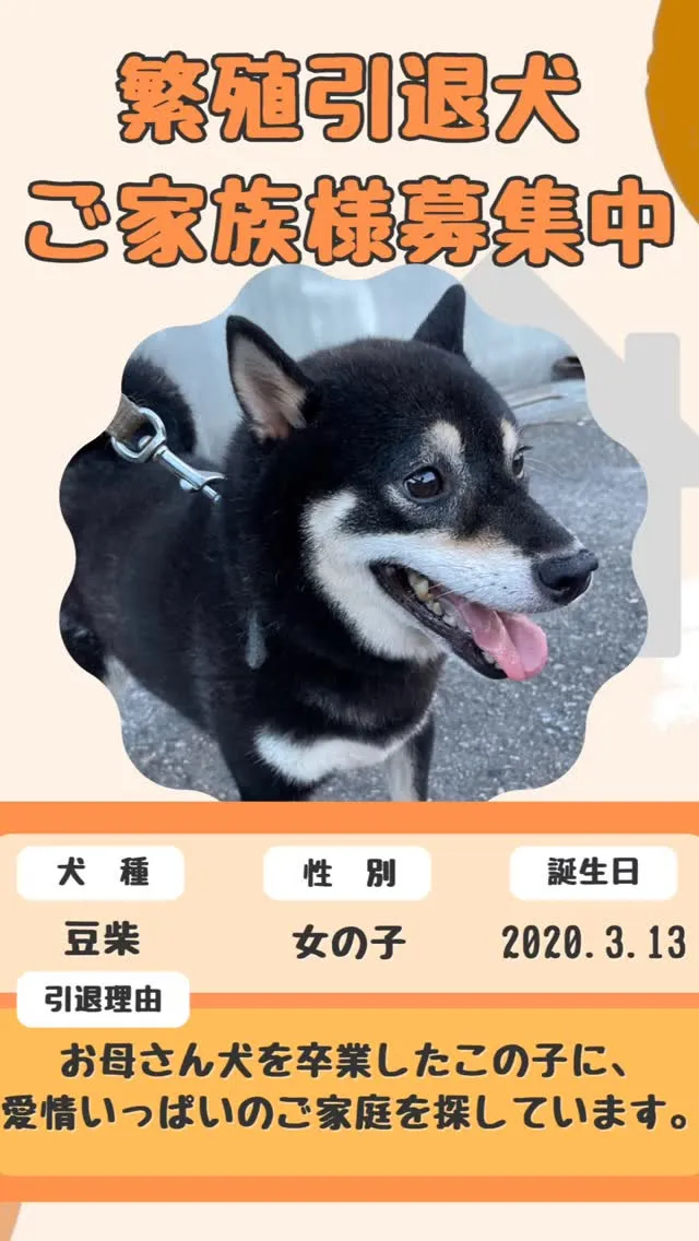 豆柴・月姫ちゃんのご家族募集🐾