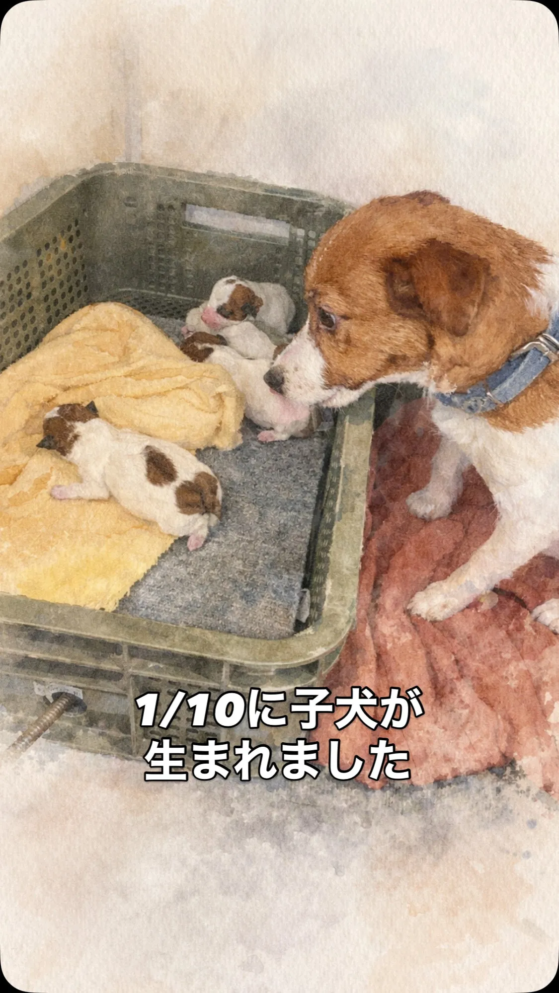 🐶🌸出産のご報告🌸🐶