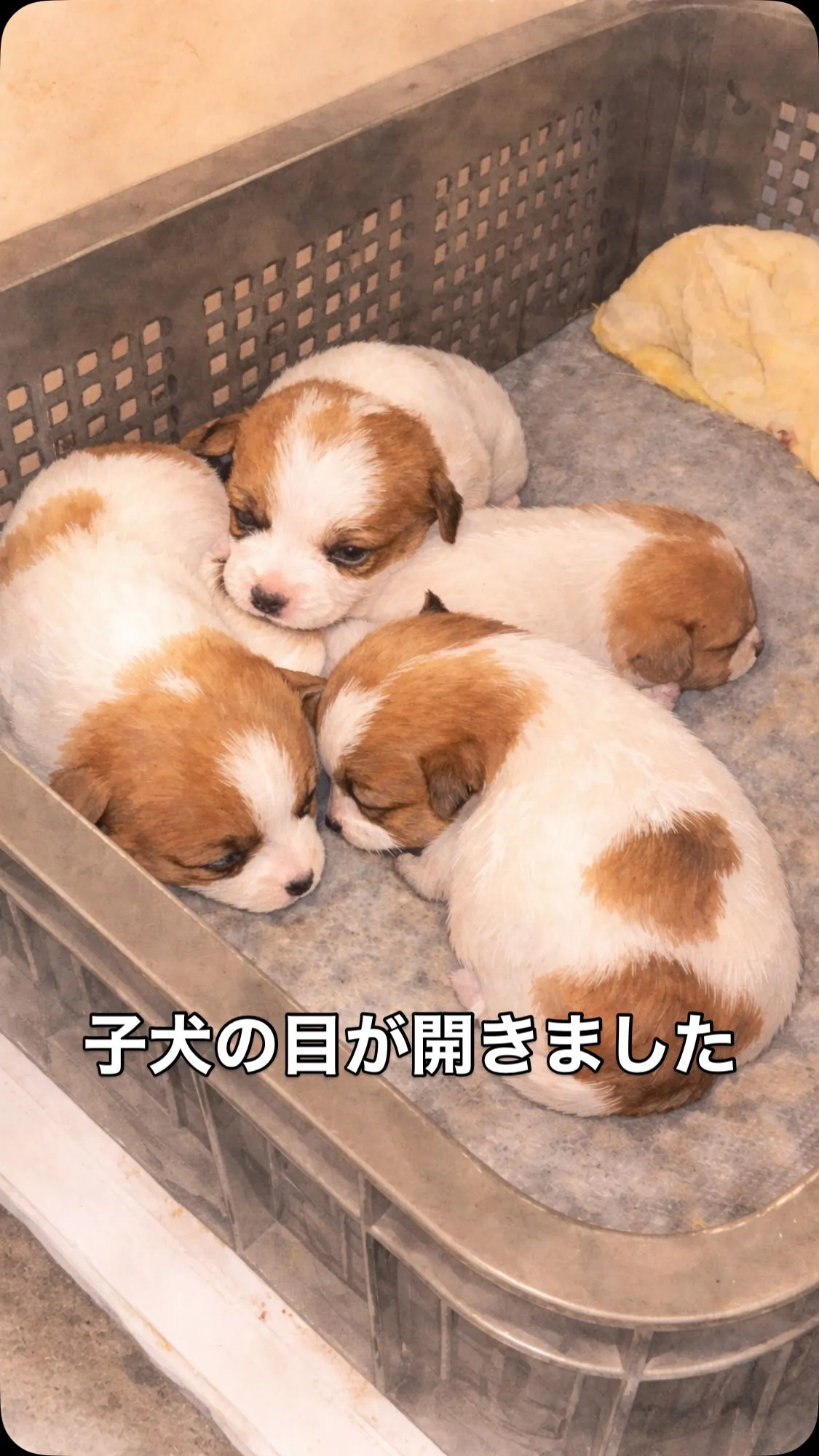 🐶 1／10生まれのジャックラッセル兄弟 🐾