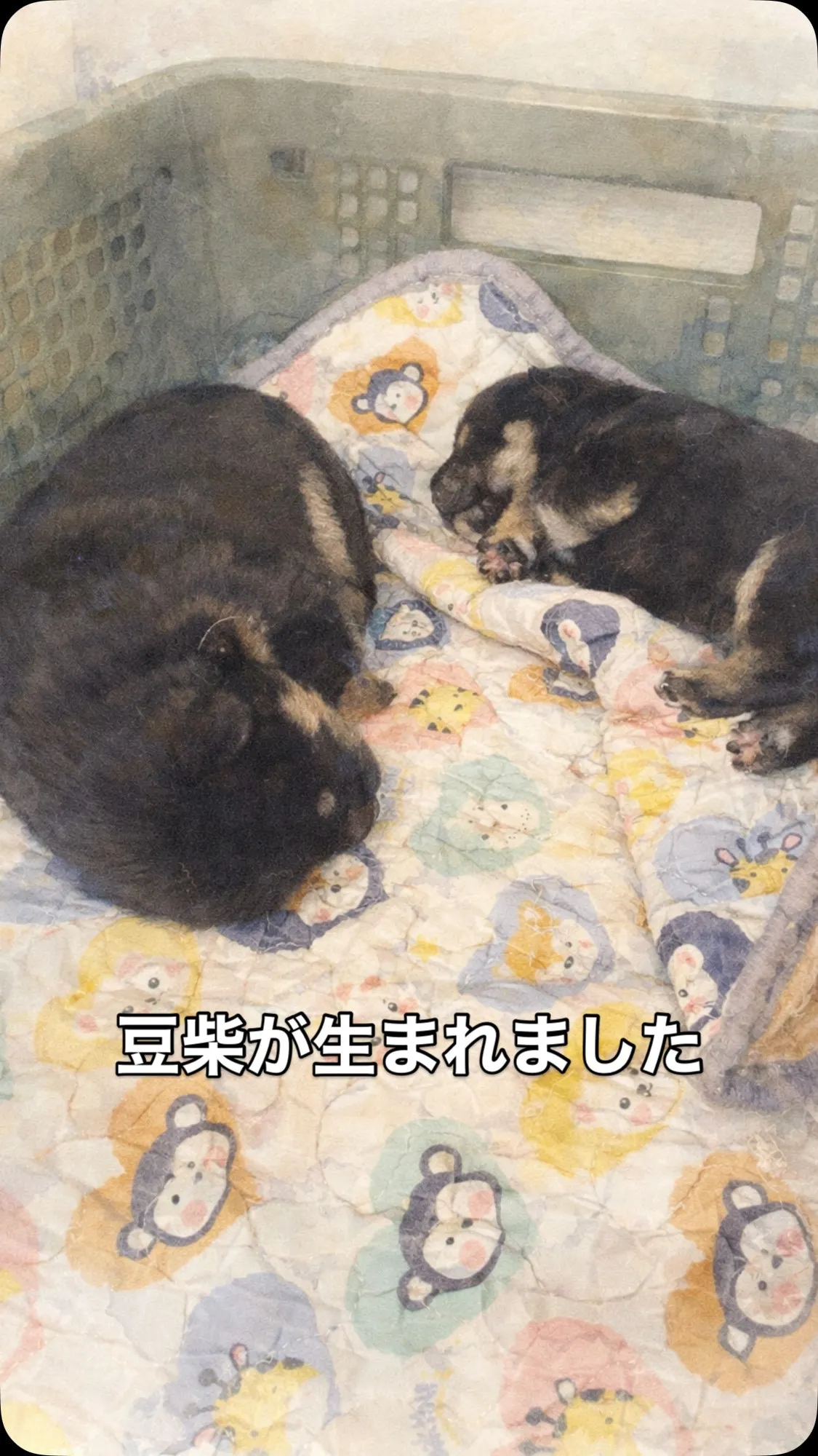 4/1に豆柴の子犬が生まれました🐾