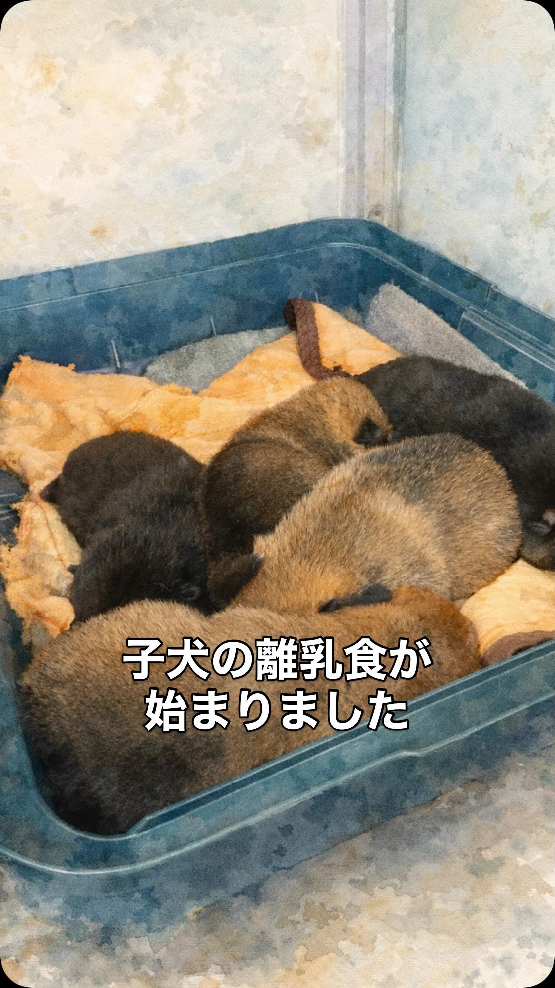 3/6生まれの豆柴たちが、離乳食を食べ始めました🍽️🐾