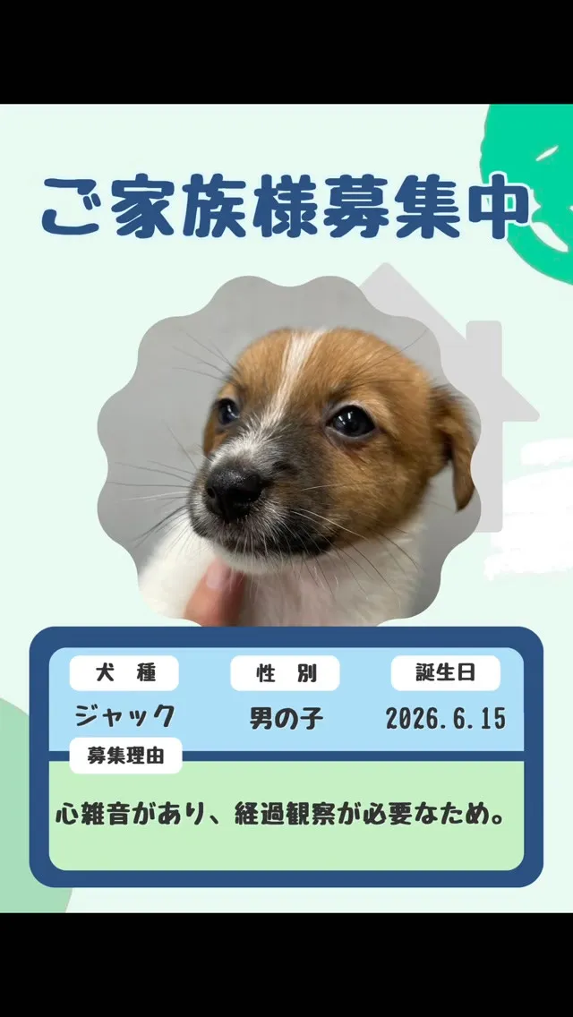 🐶🤍 里親さんを募集しています 🤍🐶